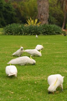 Sulphur-crested Cockatoos eating clay to detoxify their food (it is known as Geophagy), Sydney Harbor, Sydney, New South Wales, Australia