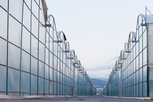 Large scale commercial greenhouses for agricultural veggie production in two endless rows reaching horizon
