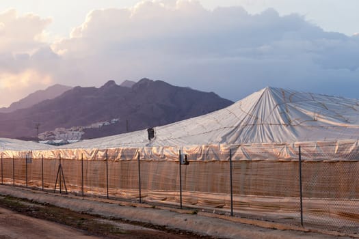 Large scale commercial foil hothouse illuminated by orange glow of setting sun in Spain