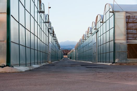 Large scale commercial greenhouses for agricultural veggie production in two endless rows reaching horizon