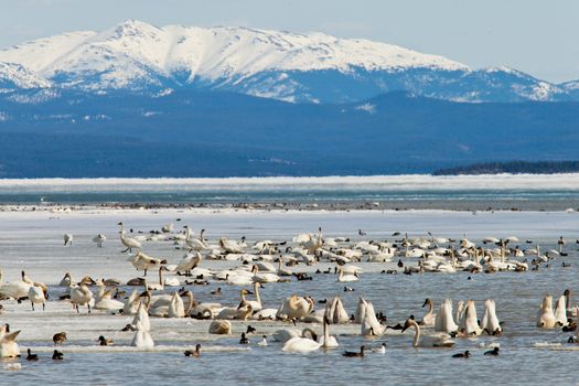 Migratory waterfowl such as swans, geese, ducks gather at Swan Haven, Marsh Lake, Yukon Territory, Canada