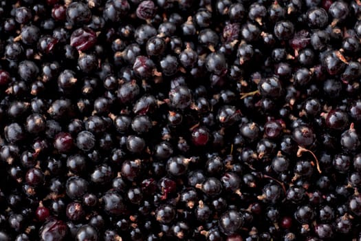 Raw food background texture pattern of ripe Northern Black Currant berries, Rubus hudsonianum, harvested fresh from wild bush plants