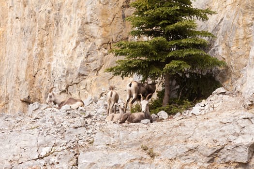 Group of Stone Sheep, Ovis dalli stonei, or thinhorn sheep resting, wildlife of northern Canadian Rocky Mountains, British Columbia, Canada