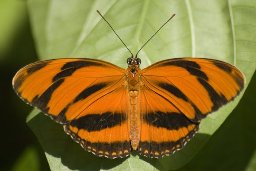 Close-up of a Tiger Swallowtail on a leaf, USA