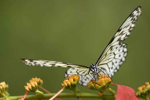 Close-up of a Tiger Swallowtail pollinating on a flower, USA