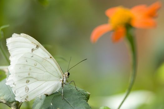 Close-up of a Tiger Swallowtail pollinating on a flower, USA