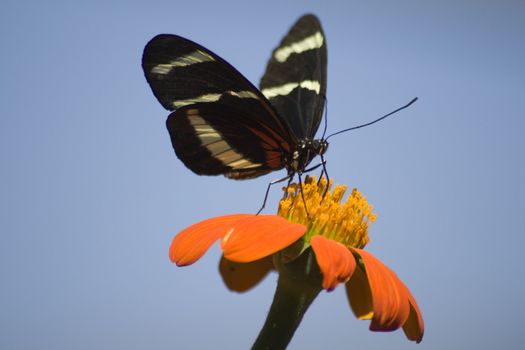 Close-up of a Tiger Swallowtail pollinating on an orange flower, USA