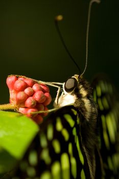 Close-up of a Tiger Swallowtail pollinating on an orange flower