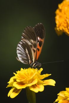 Close-up of a Tiger Swallowtail pollinating on an orange flower, USA