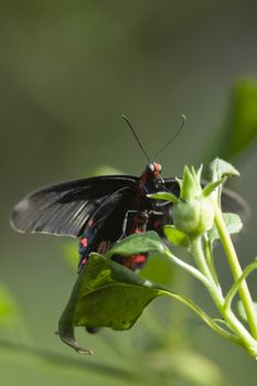 Close-up of a Tiger Swallowtail pollinating on a flower, USA