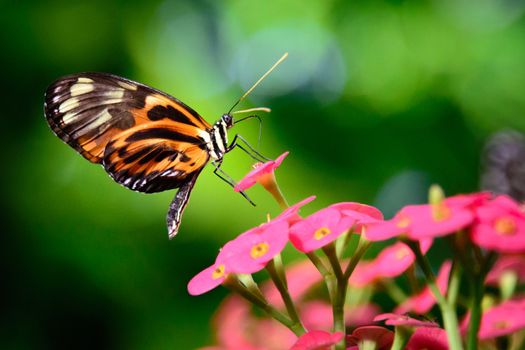 Tiger Swallowtail pollinating a flower, Key West, Monroe County, Florida, USA