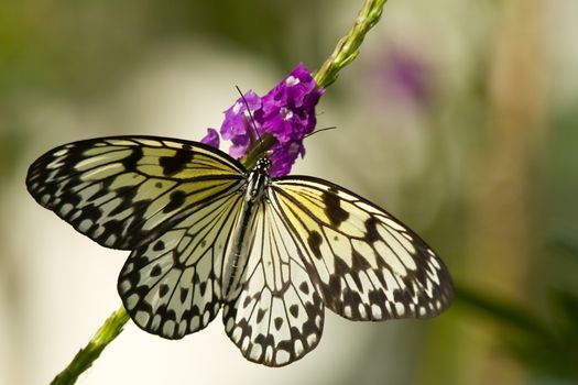 Close-up of a Tree Nymph butterfly (Idea leuconoe) pollinating flower, Miami, Florida, USA