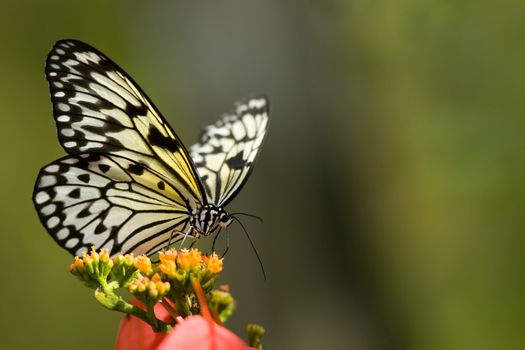 A Tree Nymph Butterfly on a flower opening its beautiful white, yellow and black wings.