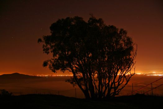 A silhouette of a tree at night with city lights on the background.