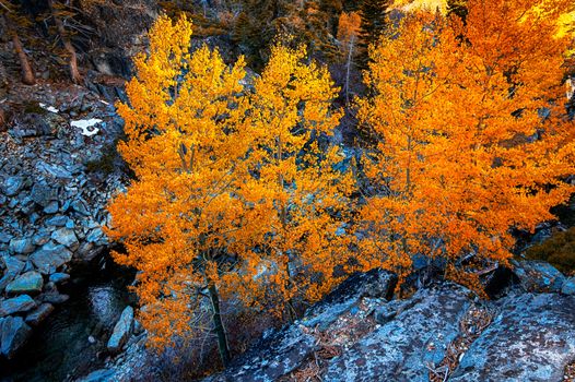 High angle view of trees, Lake Tahoe, Sierra Nevada, California, USA