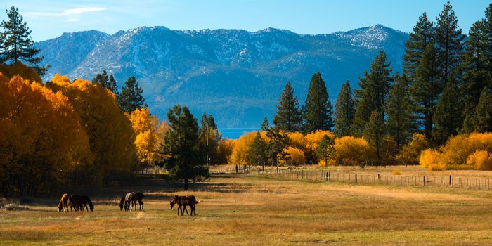 Trees in a field with a mountain range in the background, Lake Tahoe, California, USA