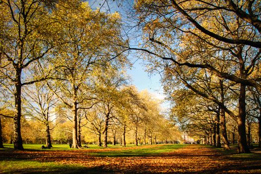 Trees in a park, London, England
