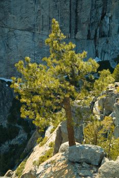 Trees on mountain, Yosemite National Park, California, USA