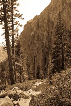 Trees on the top of a mountain, Yosemite Falls, Yosemite Valley, Yosemite National Park, California, USA