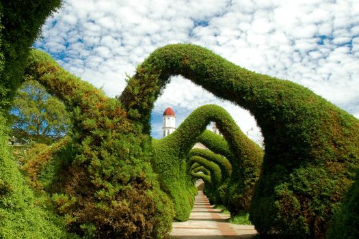 Hedges and bushes trimmed to form arches over a path in a garden.