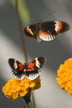 Closeup of two numata butterflies with yellow flowers.