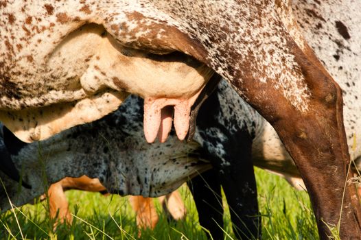 Closeup of udders of brown cows in green field.