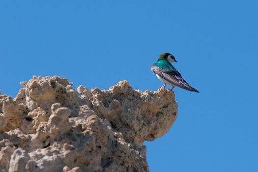 Low angle view of a Violet-green Swallow (Tachycineta thalassina) perching on a cliff, Tioga Pass, Yosemite National Park, California, USA