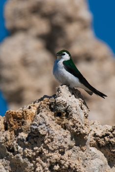 Close-up of a Violet-green Swallow (Tachycineta thalassina) perching on a cliff, Tioga Pass, Yosemite National Park, California, USA