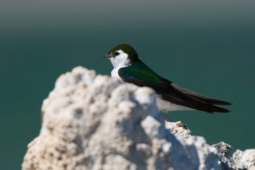 Close-up of a Violet-green Swallow (Tachycineta thalassina) perching on a cliff, Tioga Pass, Yosemite National Park, California, USA