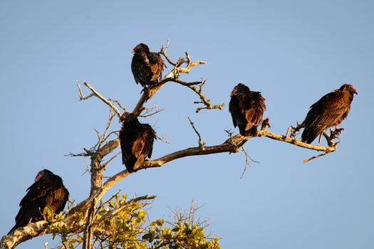 Low angle view of Vultures on a tree branch, Fort Myers, Lee County, Florida, USA