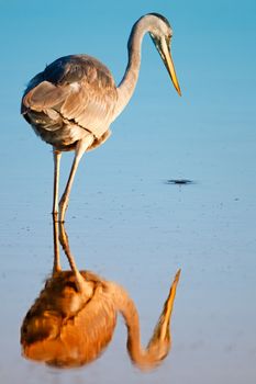 Rear view of long legged wading bird reflecting on blue lake, Merritt Island, Florida, U.S.A.