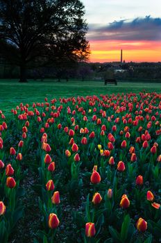 View at sunset of the Washington Monument in the distance with tulips in the foreground.