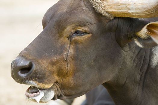 Close-up of a water buffalo