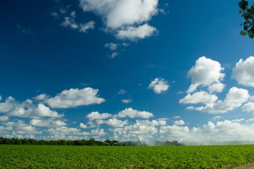 Scenic view of water sprinkling on green plantation with blue sky and cloudscape background.