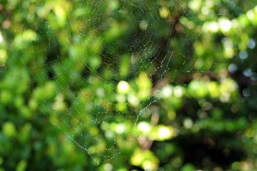 Close-up of a wet spider web in a forest, Everglades National Park, Florida, USA