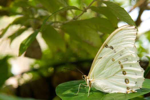 White Morpho butterfly sitting on a green leaf.