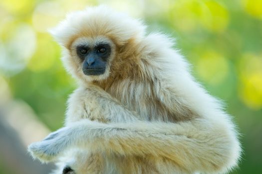 Portrait of white gibbon ape with green nature background.