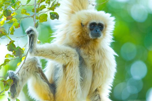 Lar Gibbon (Hylobates lar) hanging from a tree