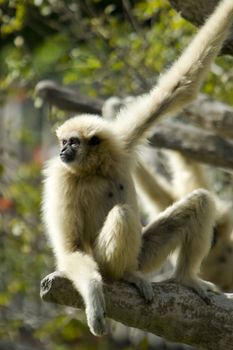 White-Handed Gibbon (Hylobates lar) sitting on a tree