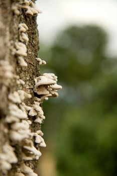 Wild mushrooms growing on the side of a mango tree, Sao Paulo, Brazil
