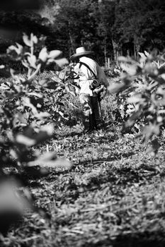 Black and white photo of fig plantation and worker in hat.