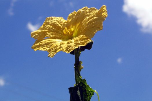 Low angle view of yellow flower in bloom with blue sky and cloudscape background.