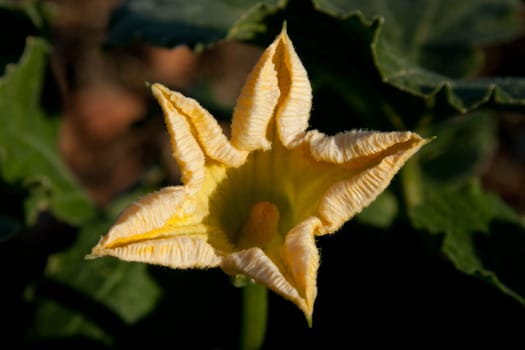 Little yellow flower outside in the sun.