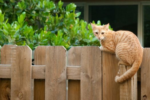 A yellow tabby cat on a wooden fence.
