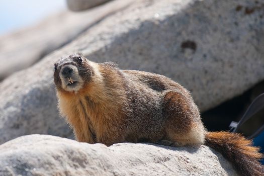 Yellow-bellied marmot (Marmota flaviventris) in Yosemite National Park.