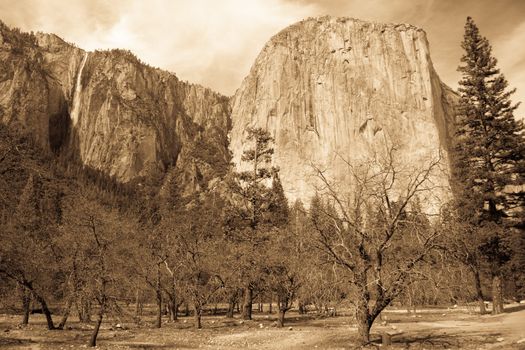 Trees in a forest with a waterfall in the background, Yosemite Falls, Yosemite Valley, Yosemite National Park, California, USA