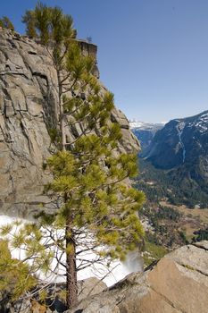 Tree on mountain with waterfall in the background, Yosemite Falls, Yosemite Valley, Yosemite National Park, California, USA