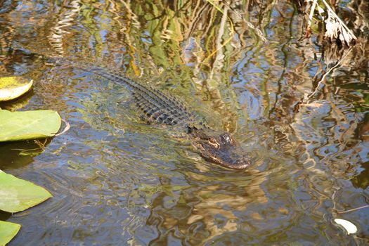 Young Alligator in a swamp, Everglades National Park, Florida, USA