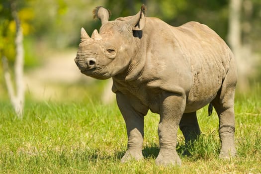 A young Rhinoceros on a grassy field.