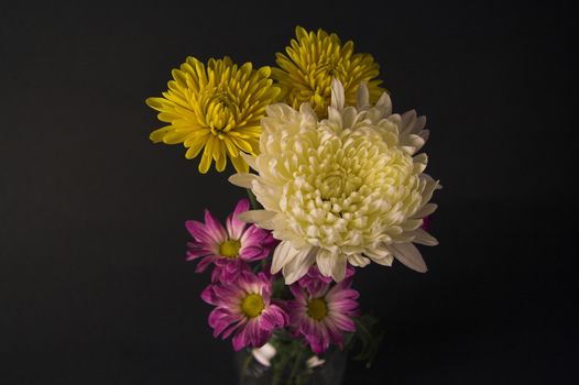 Close-up of dahlia and daisy flowers